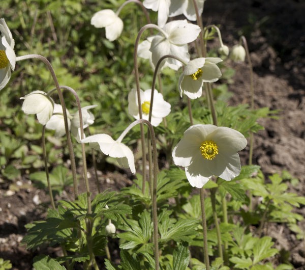 Hva heter denne blomsten