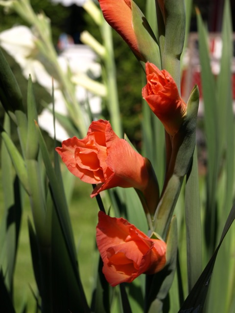 Gladioler